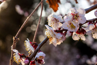 Close-up of cherry blossoms in spring