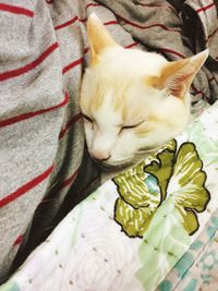 High angle view of cat sleeping on bed