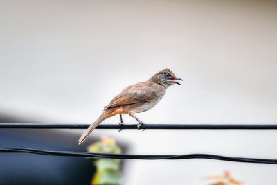 Close-up of bird perching on a railing