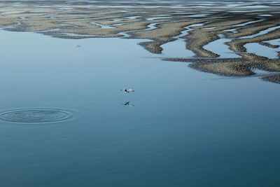 High angle view of birds in sea