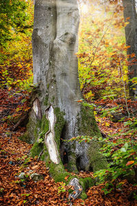 Moss growing on tree trunk during autumn