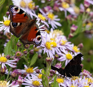 Close-up of butterfly pollinating on flower