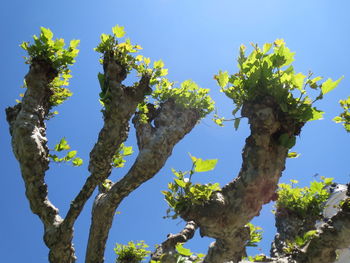 Low angle view of tree against clear blue sky