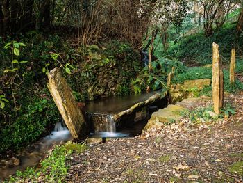 Scenic view of waterfall in forest