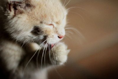 Close-up of cat with eyes closed