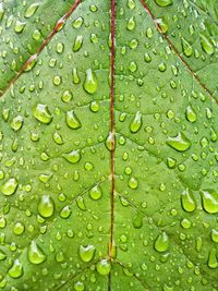 Full frame shot of leaf