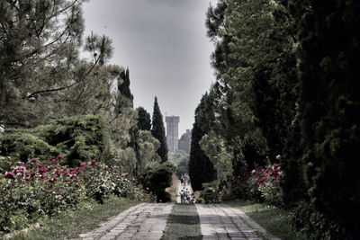 Footpath along trees