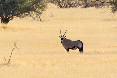 Deer on field