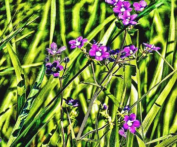 Close-up of purple flowers