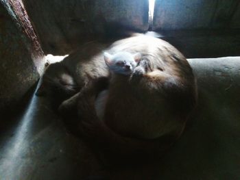 View of a sleeping cat
