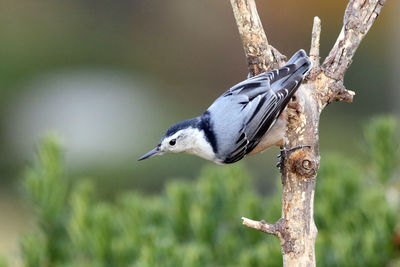 Close-up of bird perching on tree