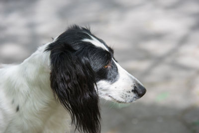 Close-up of dog