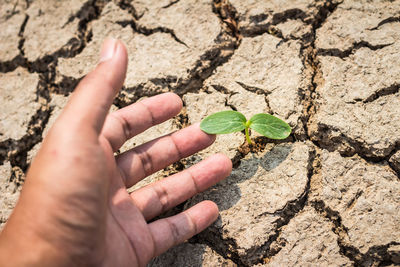 Cropped hand by seedling on drought land