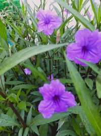 Close-up of purple flowering plant