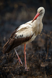 White stork crosses burnt grass turning head