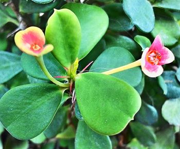 Close-up of flower against blurred background