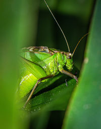 Close-up of insect on green leaf