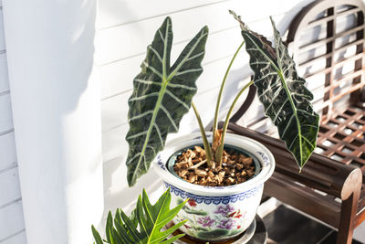 Close-up of potted plant on table