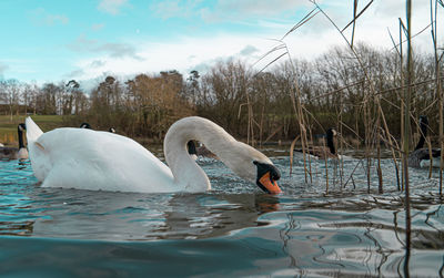 Swans swimming in lake