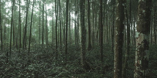 Trees growing in forest