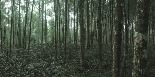 Trees growing in forest
