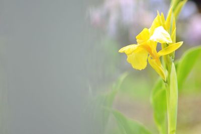 Close-up of yellow flowering plant