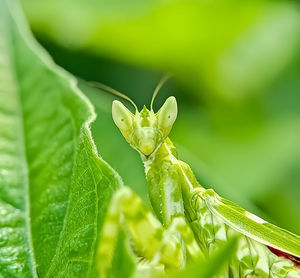 Close-up of insect on leaf