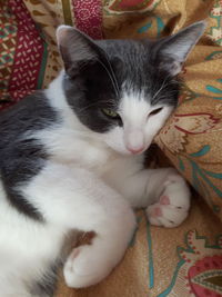 High angle view of cat on bed at home