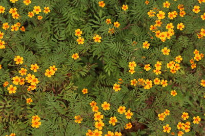 Yellow flowers blooming in garden