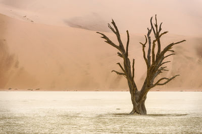 Plant growing in desert against sky during sunset