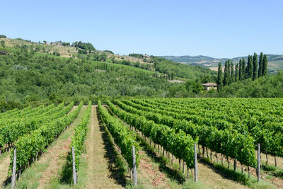 Scenic view of agricultural field against clear sky