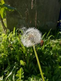 Close-up of dandelion flower