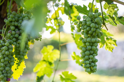 Close-up of grapes growing in vineyard