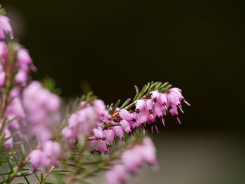 Close-up of purple flowering plant