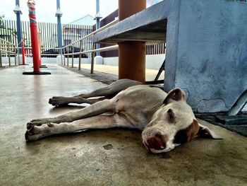 Dog resting on ground