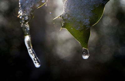 Close-up of wet spider web