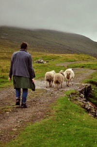 Rear view of man and sheep on hill during foggy weather