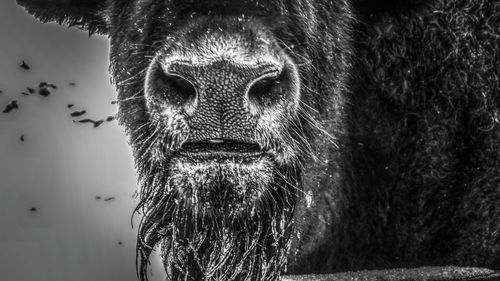 Close-up portrait of a horse