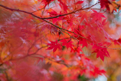 Close-up of maple leaves on tree