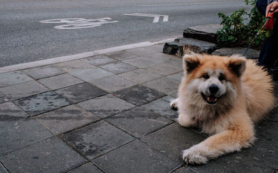 High angle view of dog on sidewalk