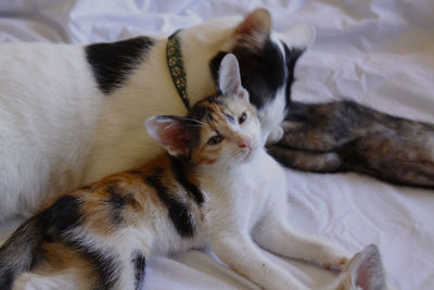 Cat lying on bed at home