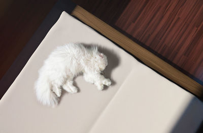 High angle view of white cat resting at home