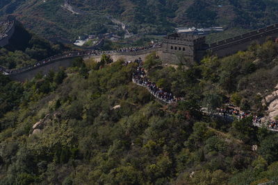 High angle view of trees and plants