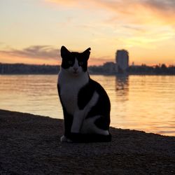 Cat sitting on a orange sunset