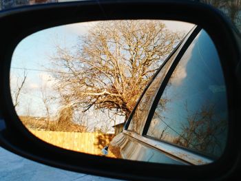 Reflection of bare tree on side-view mirror