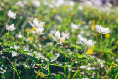 Close-up of white flowering plant