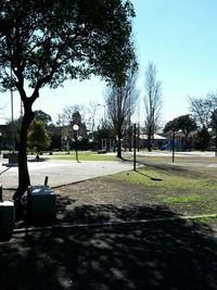 Trees in park