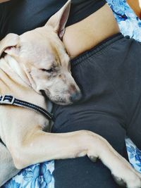 Midsection of woman with dog relaxing on bed