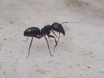 High angle view of black insect on sand