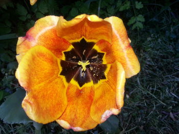Close-up of yellow flower blooming outdoors